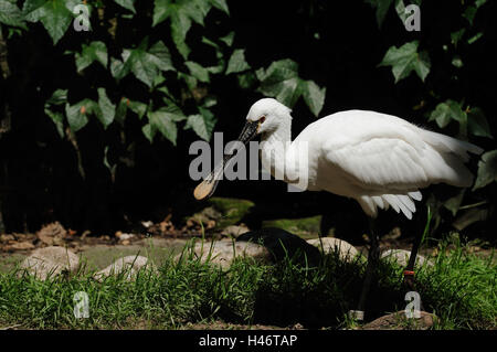 Löffler, Platalea Leucorodia, Wiese, gehen, Seitenansicht, Stockfoto