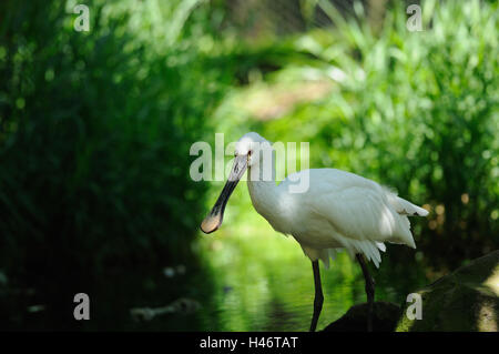 Löffler, Platalea Leucorodia, Wiese, gehen, Seitenansicht, Stockfoto