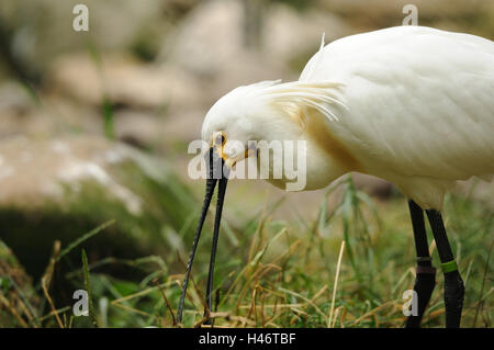 Löffler, Platalea Leucorodia, Wiese, gehen, Seitenansicht, Stockfoto