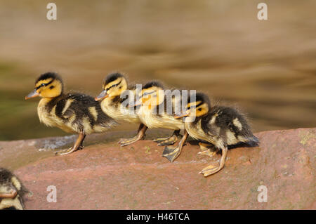 Stockente Anas Platyrhynchos, Stein, Sit, Seitenansicht, Stockfoto