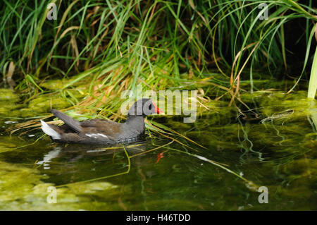 Teich Rallidae, Gallinula Chlor Opus, Teich, Schwimmen, Seitenansicht, Stockfoto