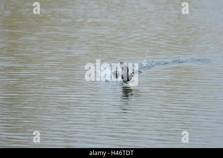 Blässhuhn, Fulica Atra, Wasser, laufen, fliegen, Kopf, Stockfoto