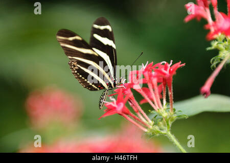 Zebra Longwing, Heliconius Charithonia, Stockfoto