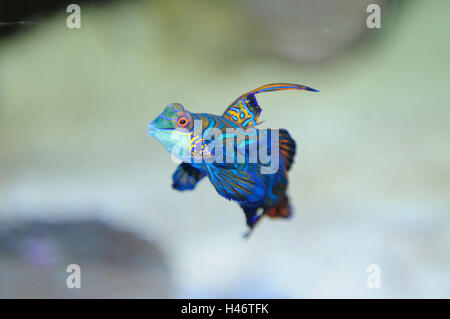 Mandarinfisch, Synchiropus Splendidus, Seitenansicht, Schwimmen, Stockfoto