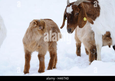 Boers Ziegen, Haus Ziegen, Capra Aegagrus Hircus, Jungtiere, Schnee, Winter, Stand, Seitenansicht, Stockfoto