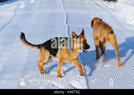 Deutsche Sheepherd Drahthaarvizsla, Magyar Vizsla, ungarische Zeiger, Play, Seitenansicht, Fokus auf den Vordergrund, Stockfoto