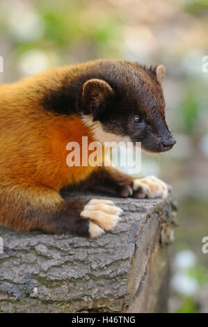 Farbige Martens, Martes Flavigula, Porträt, Stamm, Seitenansicht, Lüge, Stockfoto