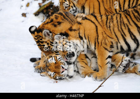 Sibirische Tiger, Panthera Tigris Altaica, Nuss Jungtiere, Seitenansicht, kuscheln, Stockfoto