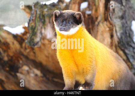 Farbige Marder Martes Flavigula, Seitenansicht, Ständer, Stockfoto