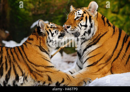 Sibirische Tiger, Panthera Tigris Altaica, Mutter mit jungen Tier, Seitenansicht, kuscheln, küssen, Stockfoto