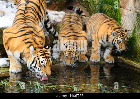 Sibirische Tiger, Panthera Tigris Altaica, Mutter mit jungen Tieren, Ufer, Wasser, frontal, trinken, Stockfoto