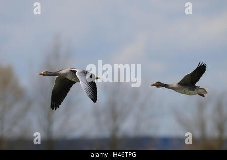 Graugänse Anser Anser, Seitenansicht, fliegen, Himmel, Stockfoto