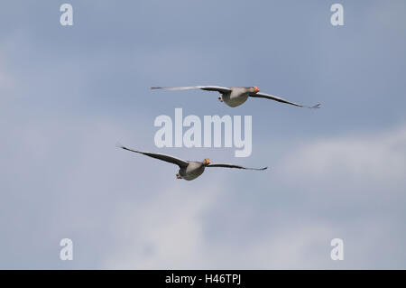 Graugänse Anser Anser, frontal, fliegen, Himmel, Stockfoto