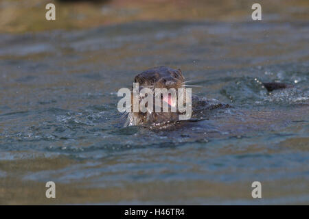 Fischotter Lutra Lutra, Wasser, frontal, Schwimmen, Kampf, Blick in die Kamera Stockfoto