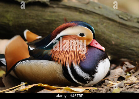 Mandarinente Aix Galericulata, kleine Männer, Seitenansicht, Lüge, Stockfoto