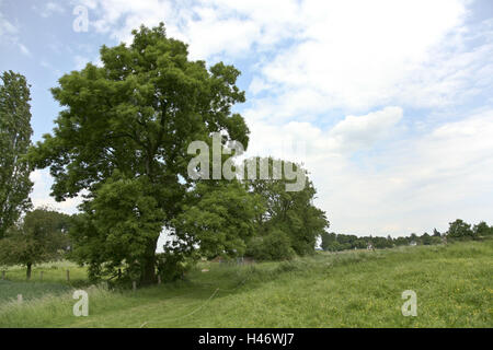 Deutschland, Nordrhein-Westfalen, Düsseldorf, Lohausen, Kopf Asche, Stockfoto