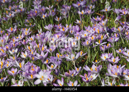 Frühling Krokusse, Stockfoto