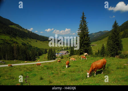 Österreich, Tirol, Zillertal, schöne Wiese, Wildschönau, Alp Bereich, Europa, Berglandschaft, Landschaft, Berge, Berge, Wälder, Wiesen, ländlich, grün, Weide, Alp, Kühe, Sonne, Sommer, Landwirtschaft, Alp Wirtschaft, nutzen Tiere, Ansicht, Himmel, Wolken, Gasthaus, Stockfoto