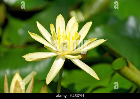 gelbe Seerose, polaren, Nymphaea Mexicana, Stockfoto