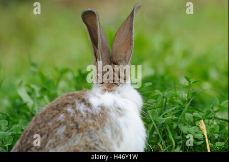 Haus, Kaninchen, Oryctolagus Cuniculus Forma Domestica, Jungtier, Wiese, Rückansicht, Stockfoto