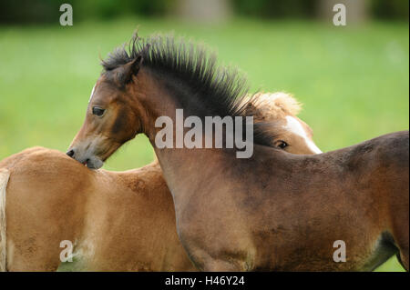 Welsh Ponys, Fohlen, spielen, Seitenansicht, mittlere close-up, Stockfoto