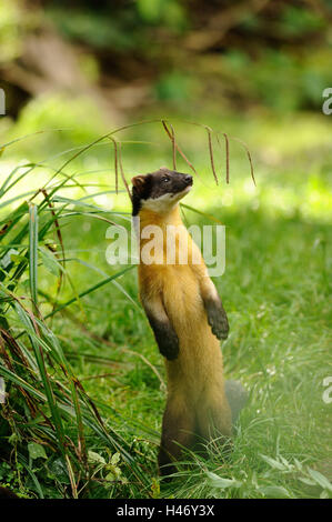 Farbige Martens, Martes Flavigula stehen, angehoben, frontal, Seitenansicht anzeigen, Stockfoto