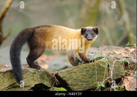 Farbige Martens, Martes Flavigula, Felsen, Stand, Seitenansicht, Rückfahrkamera, Stockfoto