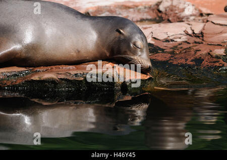 Kalifornische Seelöwen, Zalophus Californianus, Felsen, Küste, liegen, Schlaf, Stockfoto