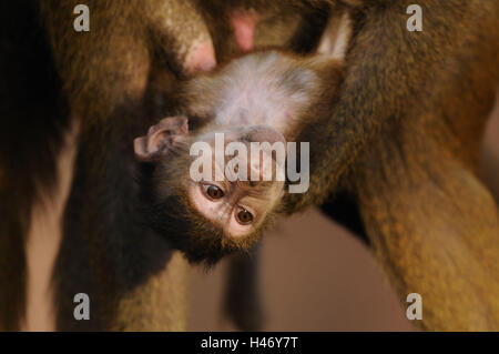 Guinea-Pavian, Papio Papio, Jungtier, Rückfahrkamera, Stockfoto