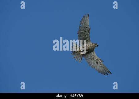 Wanderfalken Falco Peregrinus, im Flug, Stockfoto