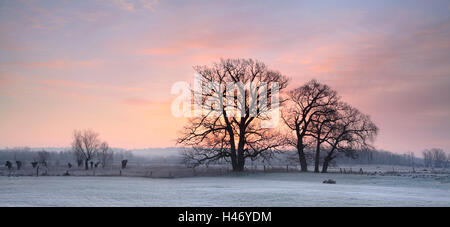 Kahlen Eichen auf einer Wiese im Winter, Sachsen-Anhalt, Deutschland Stockfoto