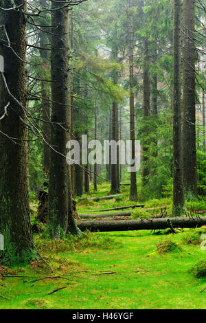 Intakte Wildnis im Harz, Naturpark, Deutschland Stockfoto