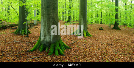 Wald mit riesigen alten Buche Bäume Naturpark Steigerwald, Deutschland Stockfoto