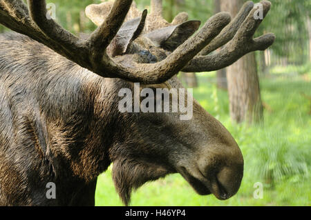 Europäischen Elch, Alces Alces Alces, Portrait, Stockfoto