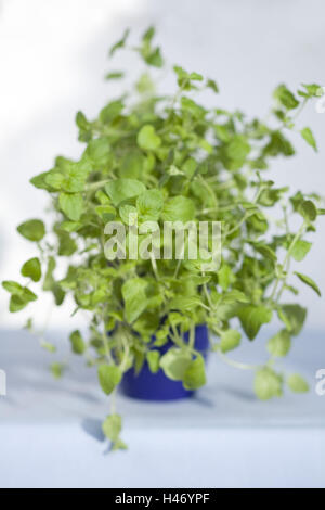 Oregano-Topf Stockfoto