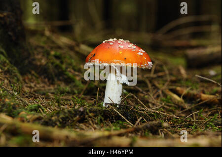 Fliegenpilz, Amanita Muscaria var. Muscaria, Seitenansicht, Stockfoto