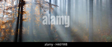Sonnenstrahlen im Wald, Sachsen-Anhalt, Deutschland Stockfoto