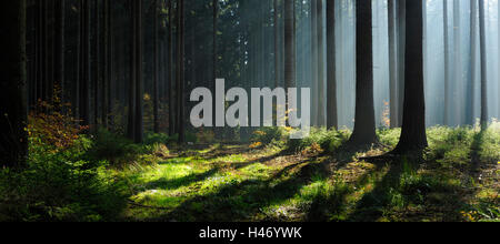 Sonnenstrahlen im Wald, Sachsen-Anhalt, Deutschland Stockfoto