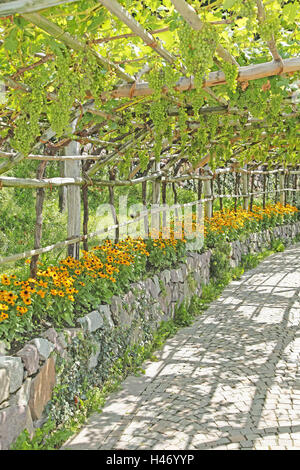 Steinmauer, Sonnenhut, Blüte, Stockfoto