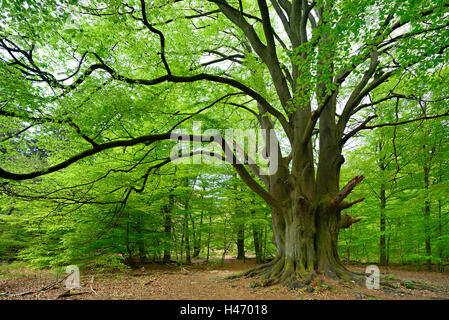 Riesige Buche in Sababurg Wald, Deutschland Stockfoto