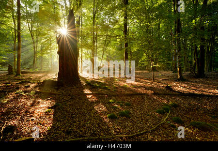 Sonnenstrahlen in den Laubwald, Reinhardswald, Hessen, Deutschland Stockfoto