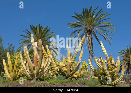 Spanien, Fuerteventura, La Lajita, Oasis Park, Kakteen und Palmen im Botanischen Garten, Stockfoto