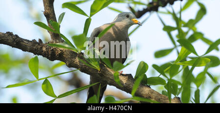 Quaken Boden tauchte, Columbina Cruziana, Stockfoto