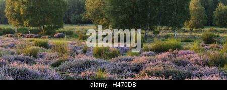 Deutschland, Nordrhein-Westfalen, Wahner Heide, Heide blühen im Abendlicht, Besen Heather, Calluna Vulgaris, Stockfoto