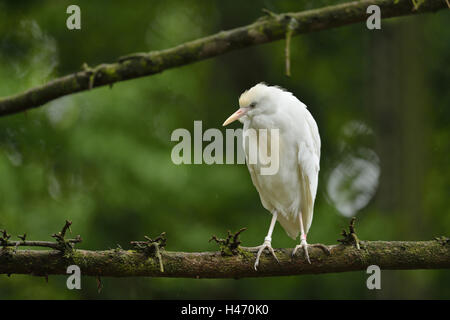 Silberreiher, Casmerodius Albus, Seitenansicht, stehend, Stockfoto