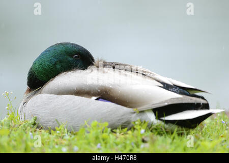 Stockente Anas Platyrhynchos, Drake, Ufer, Seitenansicht, liegen, schlafen, Stockfoto