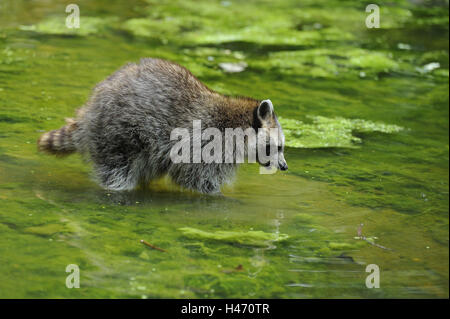 Racoon, Procyon Lotor, Wasser, Stand an der Seite, Stockfoto