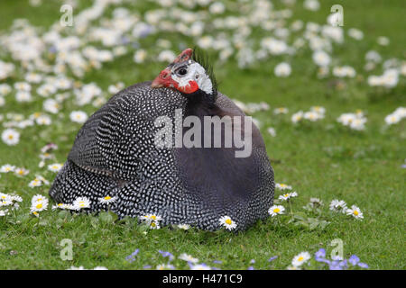 Helm-Perlhuhn, Numida Meleagris, Stockfoto