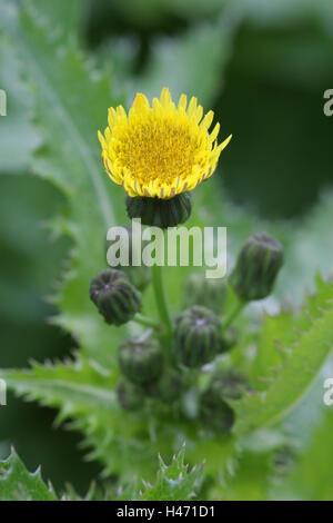 Gans Distel, Sonchus Oleraceus, Stockfoto