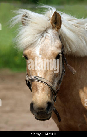 Isländer-Welsh-Cob Pferd, Weide, Stockfoto